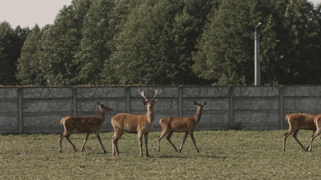 Tatarska Zagroda - Agroturystyka Dolina Baryczy Noclegi - Domek Jelonek Krosnice Εξωτερικό φωτογραφία