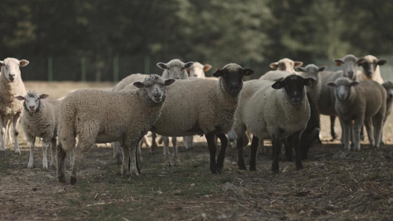 Tatarska Zagroda - Agroturystyka Dolina Baryczy Noclegi - Domek Jelonek Krosnice Εξωτερικό φωτογραφία