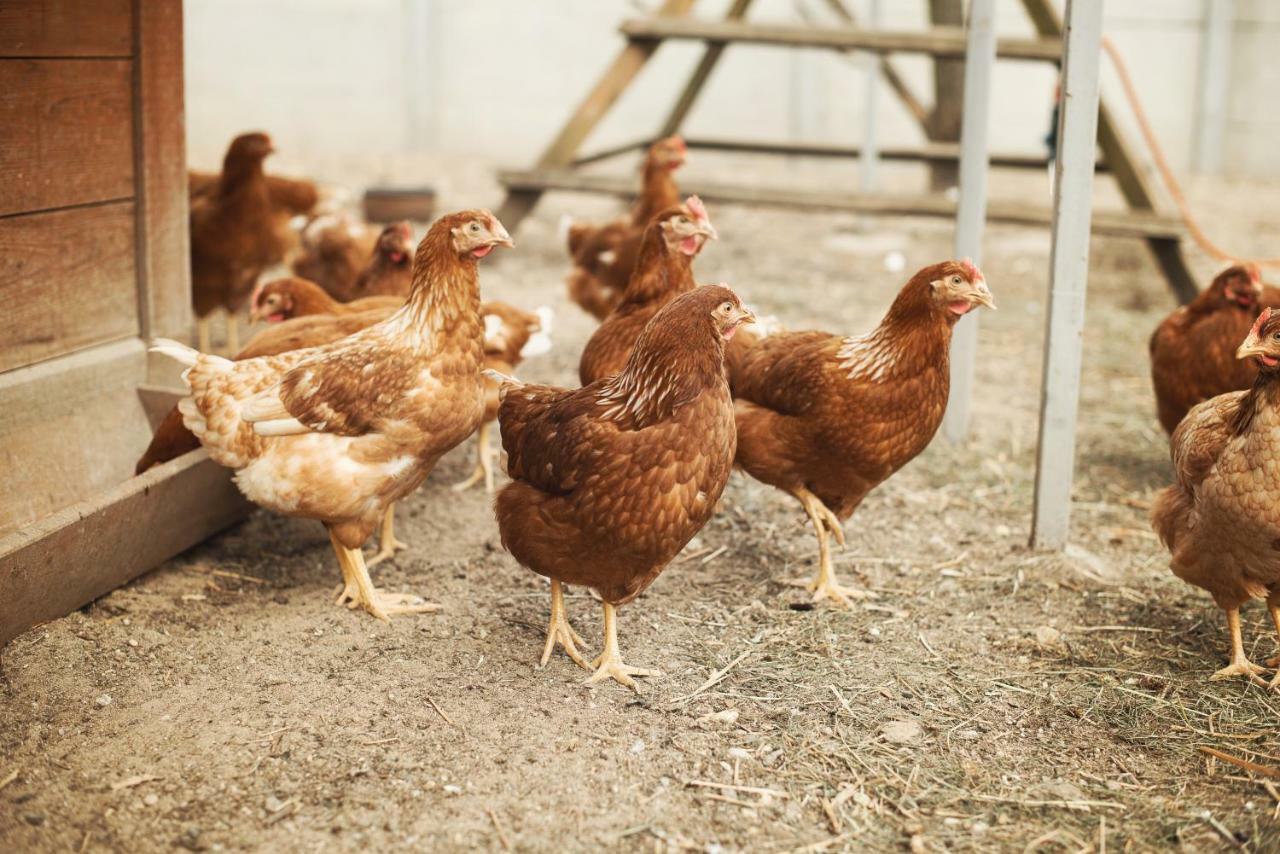 Tatarska Zagroda - Agroturystyka Dolina Baryczy Noclegi - Domek Jelonek Krosnice Εξωτερικό φωτογραφία